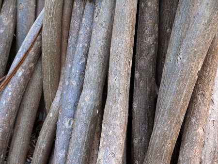 Wood tree limbsの写真素材