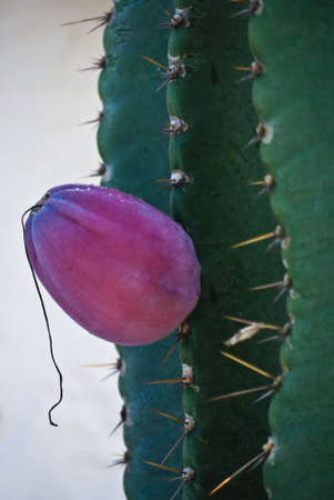Beautiful cactus flowerの写真素材