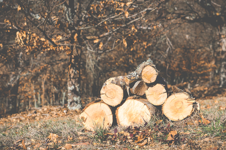 stack of wood to burn in the fireplace, in chestnut forest.の写真素材