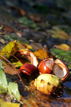 chestnuts in water with coloured leafsの写真素材