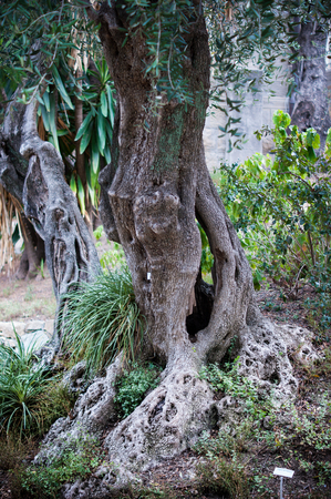 Close up of an old olive tree の写真素材
