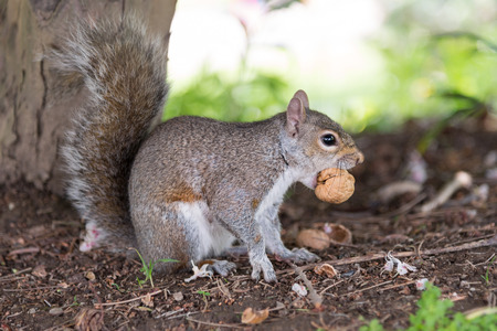 closeup of a gray squirrel while eating a nutの写真素材