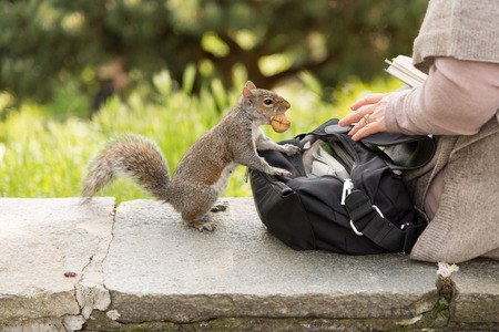 close-up of a gray squirrel while eating a nutの写真素材
