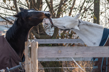 close-up of two horses playing