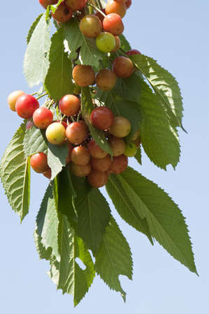 Cherry tree branch with ripe berries on blue sky backgroundの写真素材