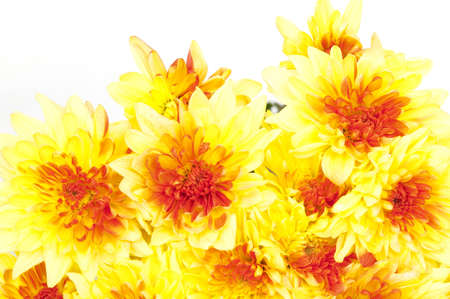 Autumn bouquet  yellow chrysanthemums isolated on whiteの写真素材