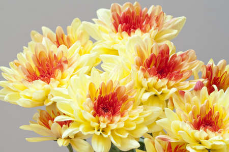 Yellow chrysanthemumsの写真素材