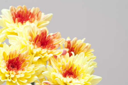 Autumn bouquet  yellow chrysanthemumsの写真素材
