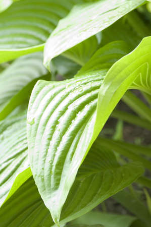 Close up of green hosta leavesの写真素材