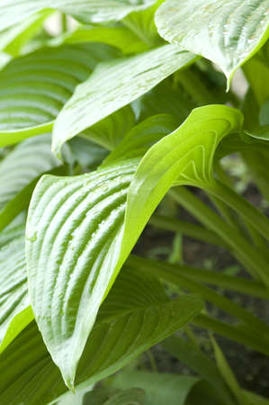 Green hosta leavesの写真素材