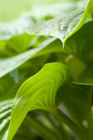Green hosta leaves, side viewの写真素材
