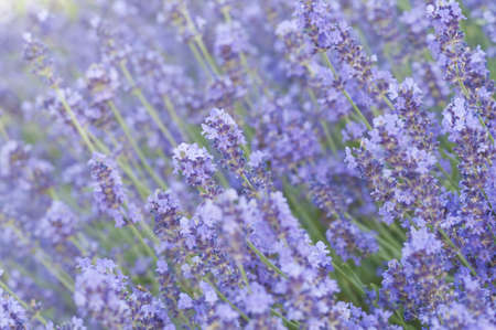 Lavender flower field, backgroundの写真素材