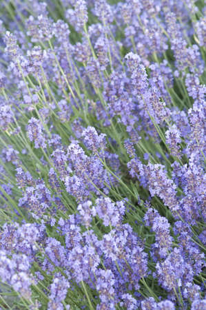 Lavender flower field, natural backgroundの写真素材