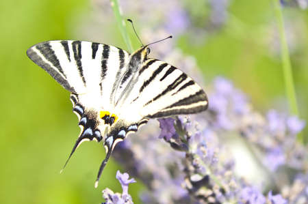 Butterfly Papilio Machaon on lavender flowerの写真素材