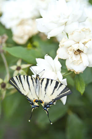 Butterfly Papilio Machaon on white rose bushの写真素材
