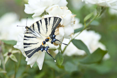 Butterfly Papilio Machaon on a white rose bushの写真素材