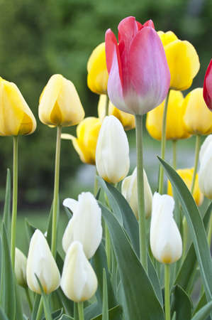 Red, white and yellow tulips in a gardenの写真素材