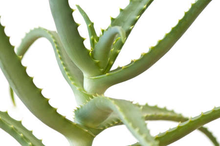 Aloe Vera on whiteの写真素材