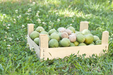 Box of walnuts in a gardenの写真素材
