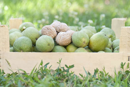 Walnuts in a wooden boxの写真素材