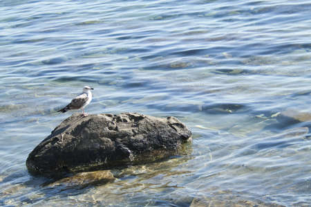 Seagull on the rockの写真素材