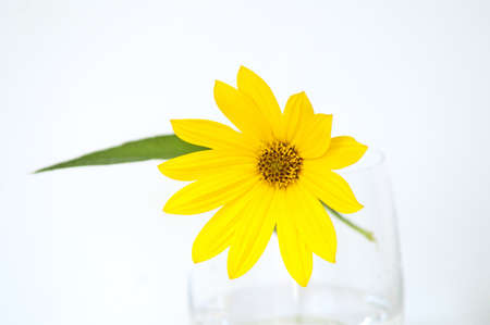 Yellow topinambur flowerの写真素材