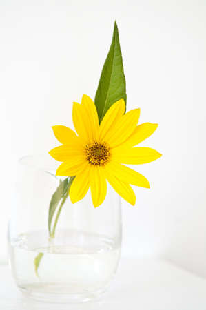 Yellow topinambur flower in a glassの写真素材