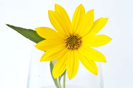 Yellow topinambur flower in a glass vaseの写真素材