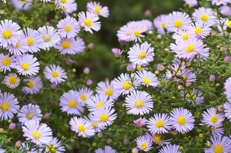 Autumn beauties  Aster perennisの写真素材