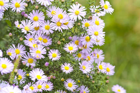 Autumn bouquet  Aster perennisの写真素材