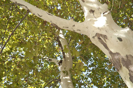 Plane treesの写真素材