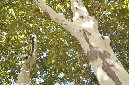 Plane trees