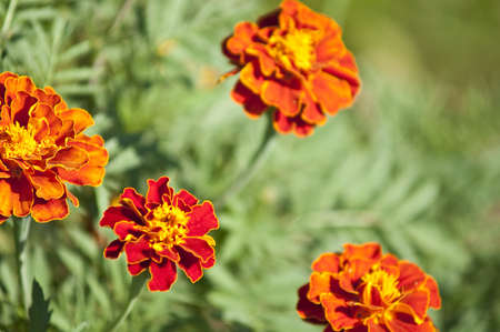 Tagetes flowers - autumn backgroundの写真素材