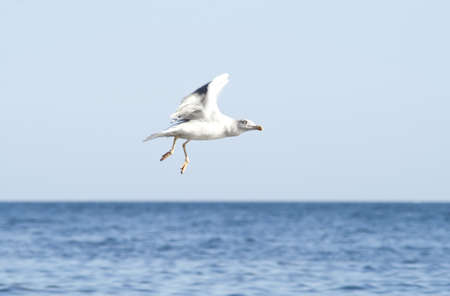 Seagull flyingの写真素材