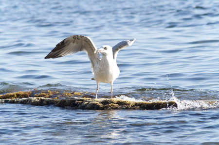 Seagull on the rockの写真素材