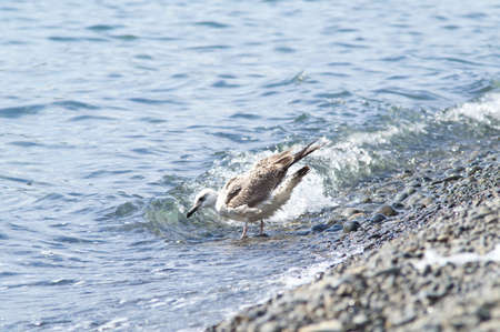 Young seagull bathingの写真素材