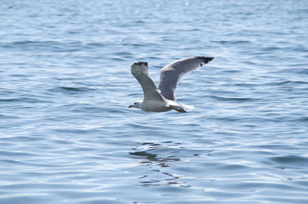 Seagull flying over the seaの写真素材