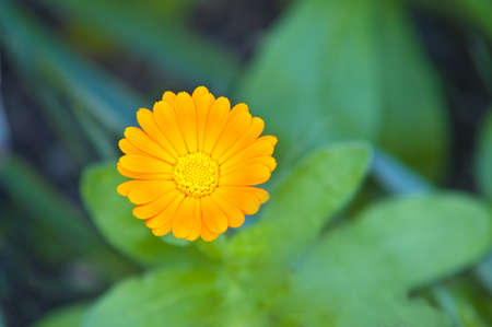 Calendila flowerの写真素材