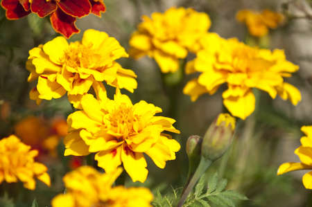 Red and yellow marigold flowersの写真素材