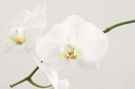 White orchid flowersの写真素材