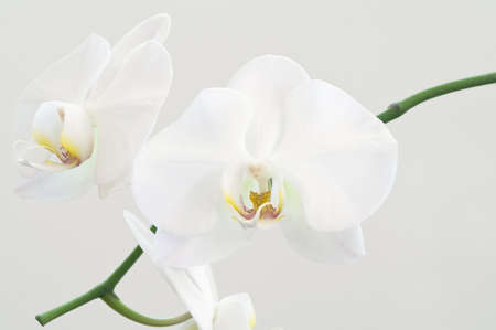 White orchid flowersの写真素材