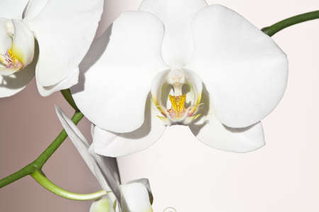 White orchid flowersの写真素材