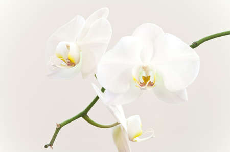 White orchid flowers on a branchの写真素材