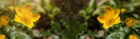 Flowers medicinal herbs plant background banner panorama - Blooming fresh Caltha palustris...