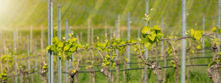 Beautiful landscape background, panorama of vineyards grapevines grapes in the Black Forest Durbach Offenburg Ortenaukreis, illuminated by the sunの写真素材