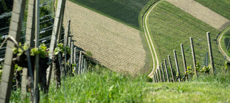 Beautiful landscape background, panorama of vineyards grapevines grapes fields in the Black Forest Durbach Offenburg Ortenaukreisの写真素材