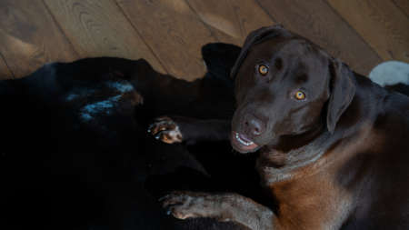 Dog pet background - Cute adult chocolate Labrador Retriever, Dog breed in living room on cowhide leather at homeの写真素材