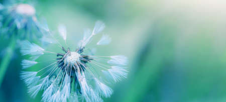 Beautiful close up of blowball dandelion seed with water drop and dew in nature in spring summer morning, with bokeh and blue turquoise green background banner panoramaの写真素材