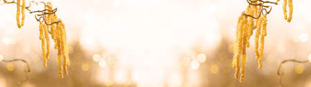 Spring pollen flight, pollen allergy background banner panorama - Common hazel, hazelnut shrub tree...