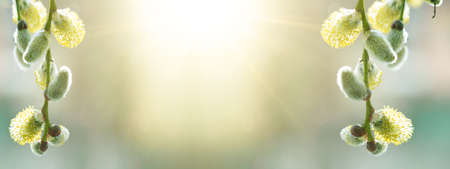 Spring easter, pollen flight background banner panorama - Macro close-up from beautiful Salix caprea, goat willow, pussy willow, great sallow with yellow flower polle, illuminated by the sunの写真素材